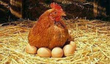 مدیر امور طیور سازمان جهاد کشاورزی گیلان:  طیور بومی سهم بیشتری در تولید تخم مرغ دارند