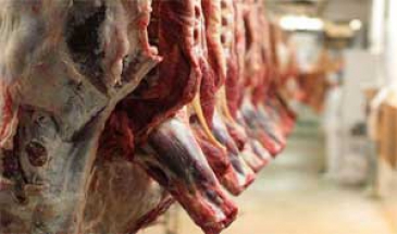 رئیس سازمان دامپزشکی:مردم نگران تأمین گوشت قرمز نباشند