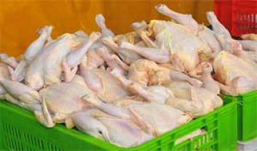 15 تن مرغ فاقد مجوز خروج در شهرستان خمین توقیف  شد