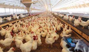 پرسش یک صادرکننده؛  چه کسانی پول مشوق صادراتی مرغداران را خورده‌اند؟