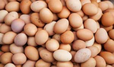 معاون حجتی خبر داد:  کسری تخم مرغ از طریق واردات تامین می شود/مردم مرغ درشت مصرف نکنند