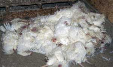 در گفتگو با مهر عنوان شد:  آنفلوآنزای پرندگان 5 میلیون قطعه طیور را در قزوین نابود کرد