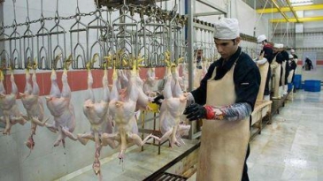 فعال شدن کشتارگاه های صنعتی مرغ نیاز ضروری صنعت مرغداری