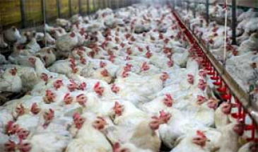 فرمانده انتظامی فامنین عنوان کرد:  کشف یک‌هزار قطعه مرغ قاچاق در فامنین