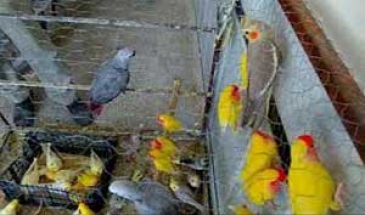 پلمب 12 واحد عرضه غیرمجاز پرندگان زنده در کرج