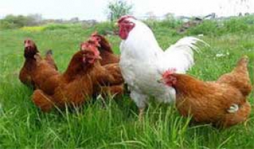 درجه بندی شدن گوشت مرغ در آینده نزدیک در کرمان