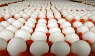 در گفتگو با مهر اعلام شد  قیمت تخم‌مرغ به 5800 تومان کاهش یافت/وجود روزانه 200 تن محصول مازاد