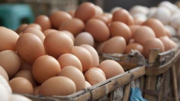 تولید روزانه 2800 تا 2900 تن تخم مرغ در کشور