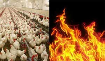 مرغ‌هایی که در آتش بی‌توجهی‌های فنی دود می‌شوند!