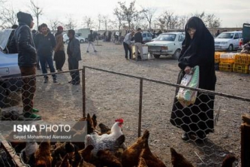 مدیرکل دامپزشکی استان کرمان خبر داد :  تعطیلی جمعه بازار پرندگان در آینده نزدیک
