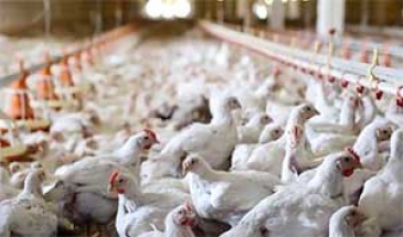 رئیس سازمان دامپزشکی کشور در گفتگو با مهر خبرداد؛     کاهش95 درصدی شیوع و ابتلا به آنفلوآنزای پرندگان در کشور
