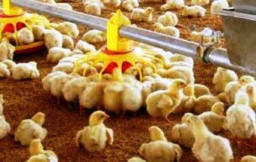 معاون بهبود تولیدات دامی سازمان جهادکشاورزی هرمزگان:  رشد13 درصدی در جوجه ریزی و تولید گوشت مرغ در 9 ماه سالجاری