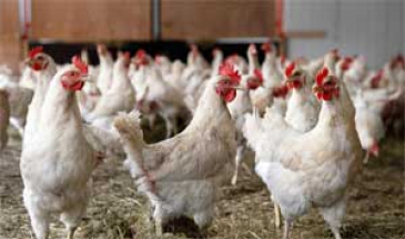 بیش از 2500 مرغ در فیروزکوه تلف شد