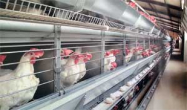 برای جلوگیری از زیان تولیدکنندگان صادرات مرغ به درخواست وزارت جهادکشاورزی آزاد شد