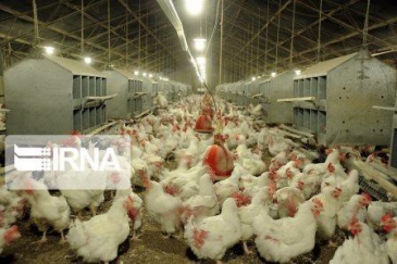 26 هزار قطعه مرغ محلی در ری علیه نیوکاسل واکسینه شدند