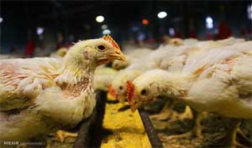 سالانه در هر مرغداری استان 10 هزارو 660 قطعه مرغ پرورش می یابد