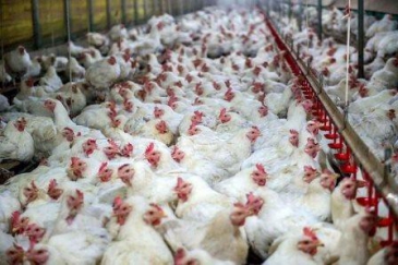 فرمانده انتظامی چرداول خبر داد:  کشف بیش از 2 تن مرغ زنده قاچاق چرداول
