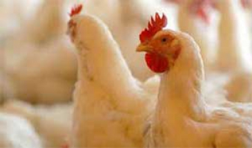 فرماندار:  تولید سالانه 7500 تن مرغ گوشتی در سلسله/ کشتارگاه دام تعطیل است
