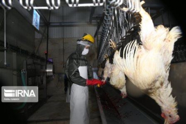 مرغ تولیدی در کردستان تضمینی خریداری می‌شود