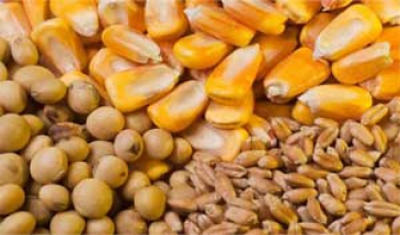 در گفتگو با مهر اعلام شد:  کاهش قیمت های جهانی نهاده های دامی/هشدار درباره قاچاق خوراک دام