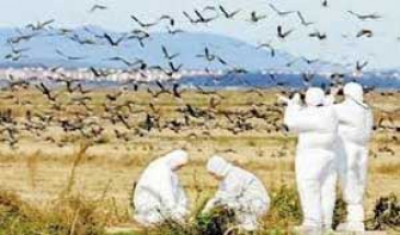 گزارش نشدن موردی از آنفلوانزای فوق حاد پرندگان در گلستان
