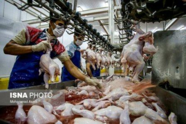چقدر گوشت مرغ در خراسان رضوی تولید می‌شود؟