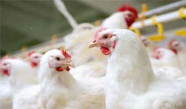 رئیس انجمن پروش دهندگان مرغ گوشتی:  افزایش قیمت جوجه یک روزه تاثیری در بازار شب عید ندارد