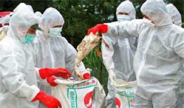 در مزارع صنعتی طیور؛  موردی از آنفولانزای فوق حاد پرندگان آذربایجان غربی مشاهده نشد