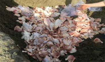 رئیس اداره دامپزشکی شهرستان آبیک:  یک تن مرغ در آبیک به روش بهداشتی معدوم شد