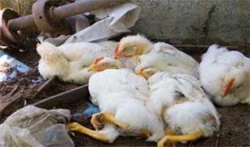 رئیس سازمان دامپزشکی کشور:  آنفلوآنزای پرندگان کنترل شد/ثبت سفارش واردات 10 درصد گوشت