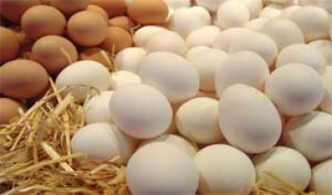 آزادسازی صادرات تخم مرغ، منجر به کاهش زیان تولیدکنندگان می شود