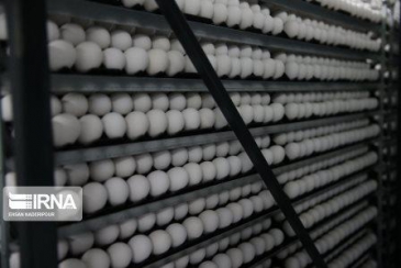 1.2 تن تخم‌مرغ حمایتی در خراسان رضوی خریداری شد