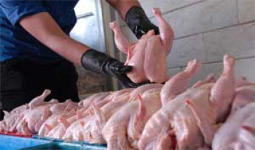 ارزیابی قیمت 9000 تومانی مرغ گوشتی از نگاه رییس صنفی
