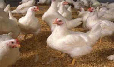 افزایش 23 درصدی قیمت مرغ  &quot;دان&quot; هم عامل گرانی مرغ نیست!