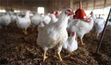 رییس اداره تجاری‌سازی پژوهشگاه بیوتکنولوژی کشاورزی مطرح کرد  افزایش سود مرغداری‌ها با تجاری‌سازی پروبیوتیک‌های بومی طیور