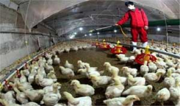 مدیرکل دامپزشکی آذربایجان شرقی:  تخم مرغ‌های محلی و مرغ های غیربسته بندی نخرید