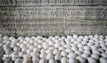 در گفتگو با مهر اعلام شد:  انتقاد از تصمیم دولت برای واردات تخم مرغ/آیا دستی پشت کار است؟