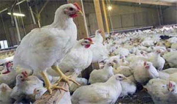 نیوکاسل، 180هزار مرغ گوشتی در قم را تلف کرد