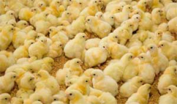 پنج و نیم میلیون قطعه جوجه‌ریزی در مرغداری‌های ساوه انجام شد