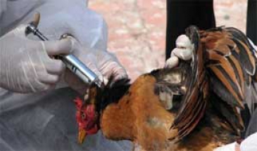 مرغداران واکسیناسیون طیور را جدی بگیرند؛ آنفلوانزا در کمین است