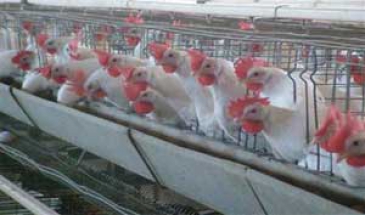 مدیرعامل اتحادیه سراسری مرغداران گوشتی اعلام کرد:  تعطیلی 5200 مرغداری کور در 4 سال