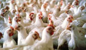 مرغ‌ها و آنتی بیوتیک‌های بد...