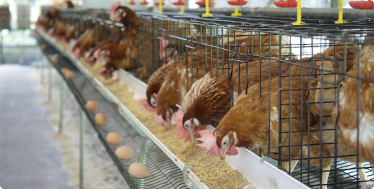 Super Poultry Fuman Egg-Laying Breeder Company