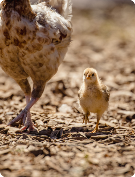 One-day-old Broiler Chicken