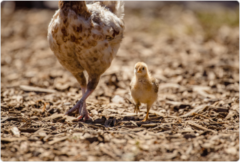 One-day-old Broiler Chicken