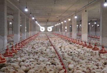 معاون جهاد کشاورزی بوشهر:  85 درصد واحدهای مرغداری در استان بوشهر فعال هستند